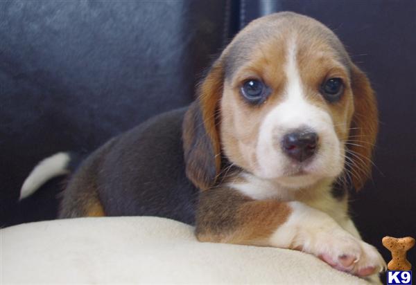 Beagle Puppies in IL