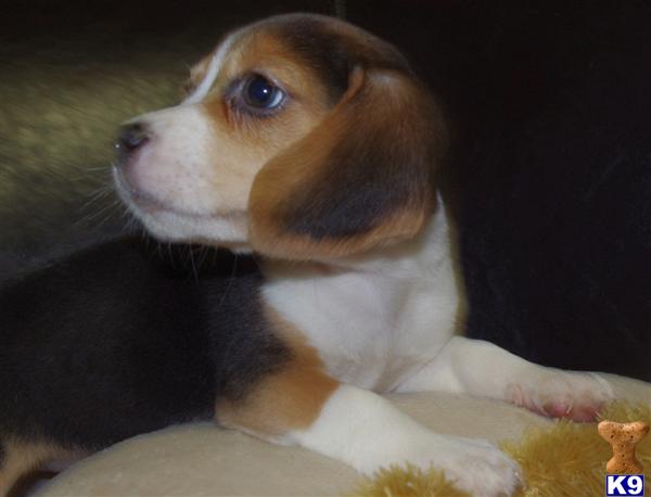Beagle Puppies in IL