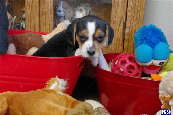 Puppies in Earlville