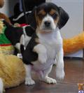 Beagle