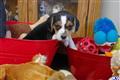Beagle