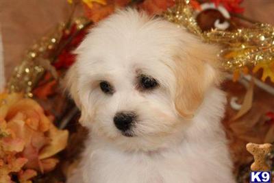 Bichon Frise Puppies for Sale
