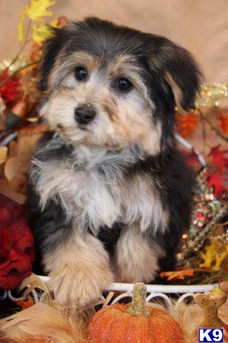 Bichon Frise Puppies for Sale