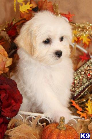 Bichon Frise Puppies for Sale
