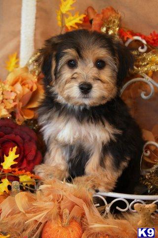 Bichon Frise Puppies for Sale