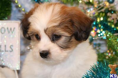 Bichon Frise Puppies for Sale