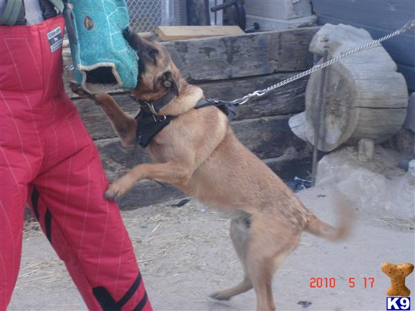 Dogs for Sale in AR