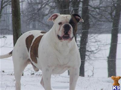 Stud Dogs - American Bulldog