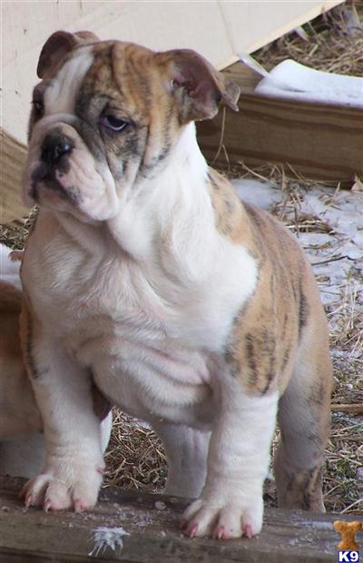 English Bulldog Puppies for Sale