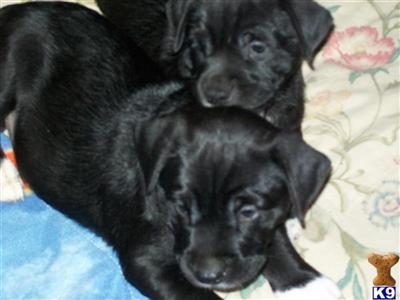 Puppies in Hyattsville