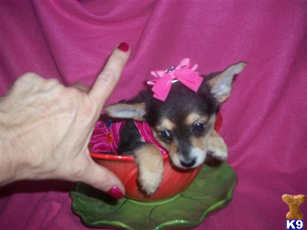 Puppies in Menifee