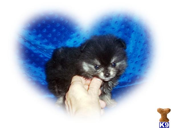Puppies in Menifee