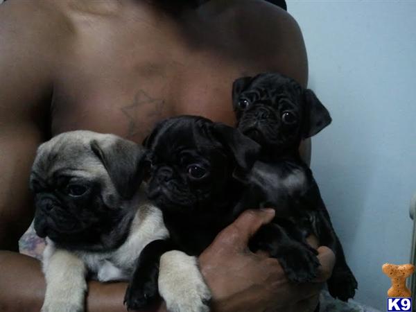 Puppies in WI