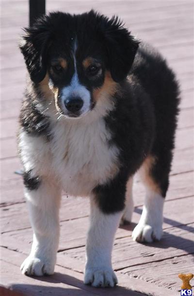 Australian Shepherd Puppies for Sale