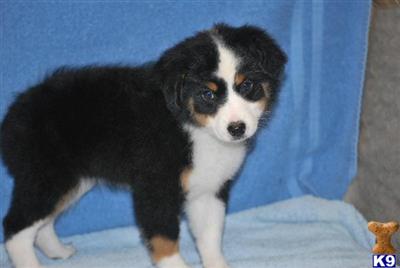 Australian Shepherd Puppies for Sale