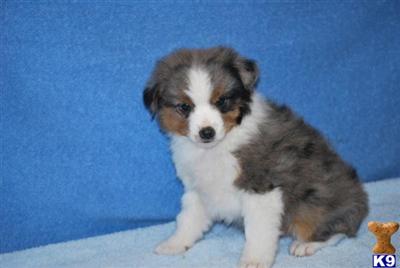 Australian Shepherd Puppies for Sale