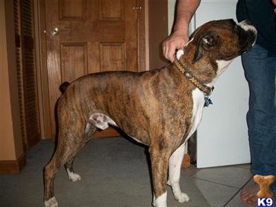 Stud Dogs in IN