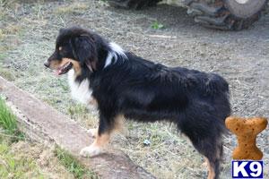Dogs for Sale in OR