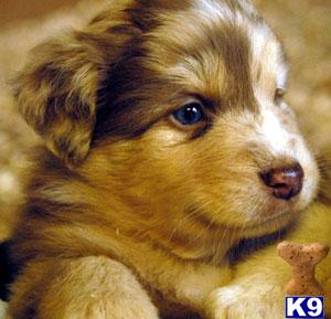 Puppies in OR