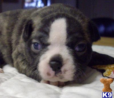 Boston Terrier Puppies for Sale