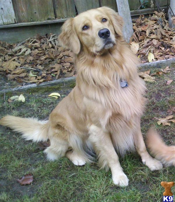 Stud Dogs - Golden Retriever