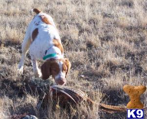 Puppies in MT