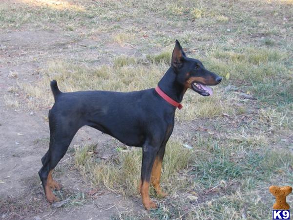 Dogs for Sale in KY