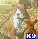 Stud Dogs - American Pit Bull