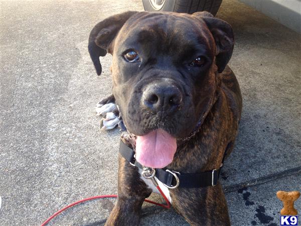 Stud Dogs - Boxer