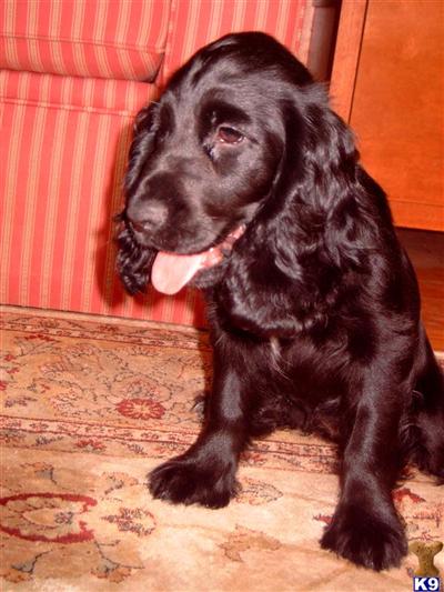 English Cocker Spaniel Puppies for Sale
