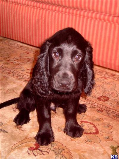 English Cocker Spaniel Puppies for Sale