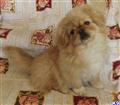 Pekingese