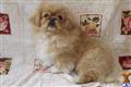 Pekingese