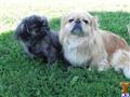 Pekingese