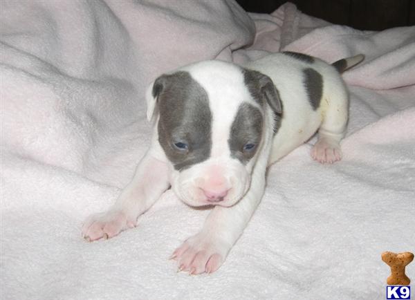 Puppies in Mira loma