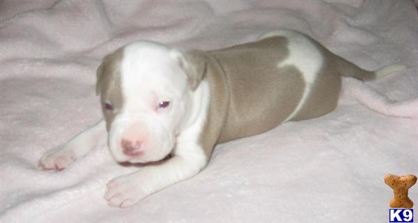 Puppies in Mira loma