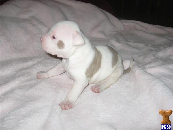 Puppies in Mira loma
