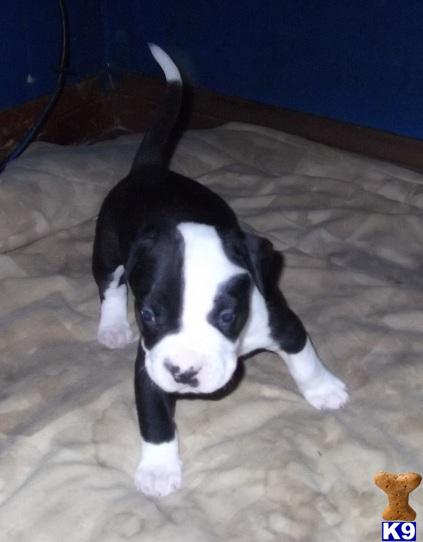 Puppies in Mira loma
