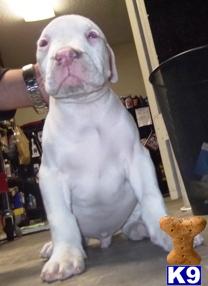 Puppies in Mira loma
