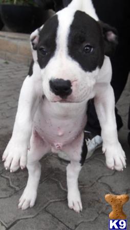 Puppies in Mira loma