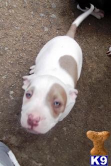 Puppies in Mira loma