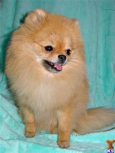 Dogs - Pomeranian