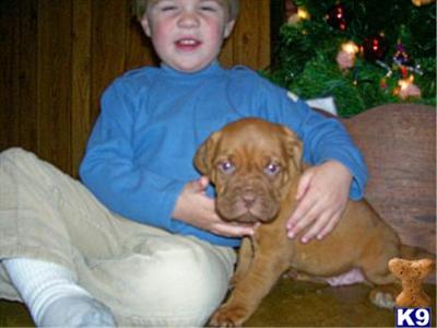 Puppies for Sale