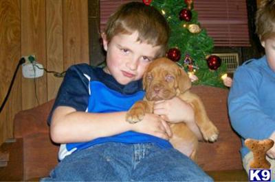 Puppies for Sale