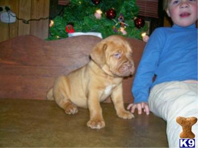 Puppies for Sale