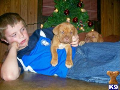 Puppies for Sale
