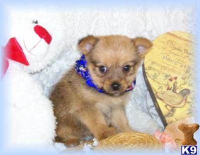 Hypoallergenic Dogs