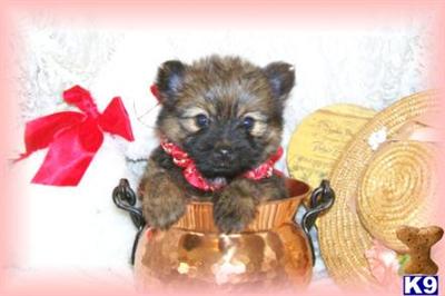 Hypoallergenic Dogs