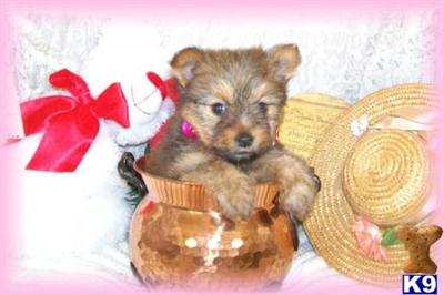 Hypoallergenic Dogs