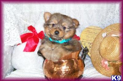 Hypoallergenic Dogs